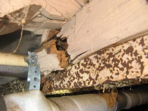 Causes And Signs and signs and symptoms From The Termite Invasion