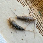 Protecting Your Home from Silverfish Infestation
