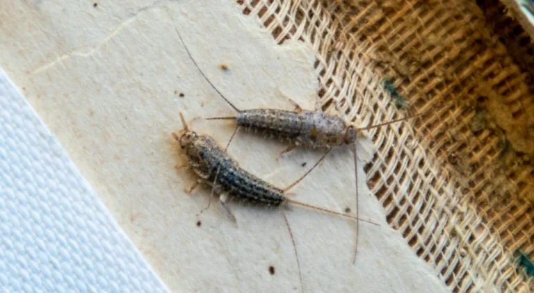 Protecting Your Home from Silverfish Infestation